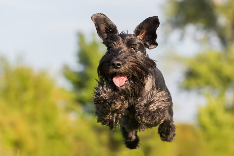 Wat is de beste hypoallergene hond?