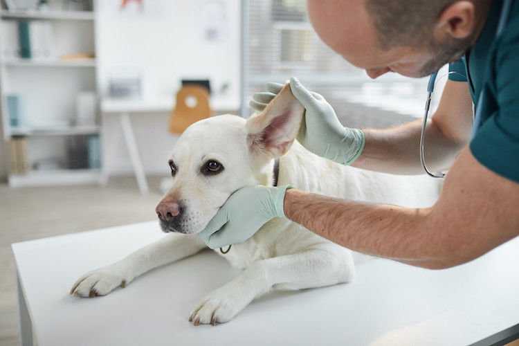 Soigner la dermatite atopique du chien