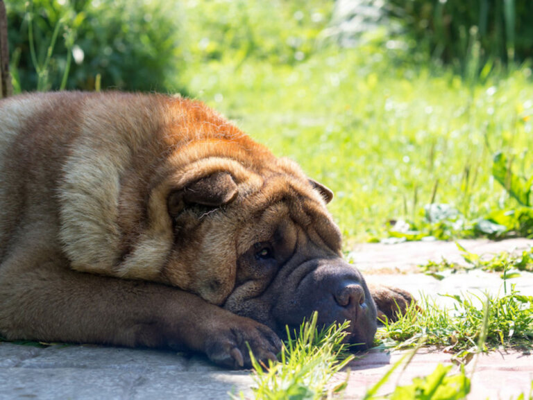 Reconnaître et traiter l&rsquo;accident vasculaire cérébral (AVC) chez le chien