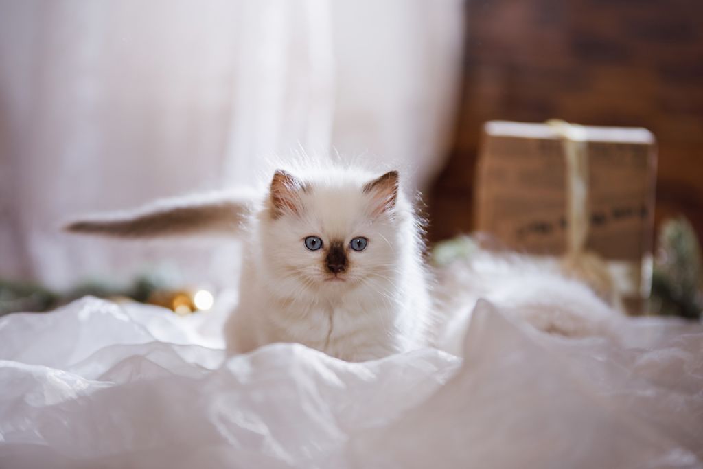 chaton himalayen