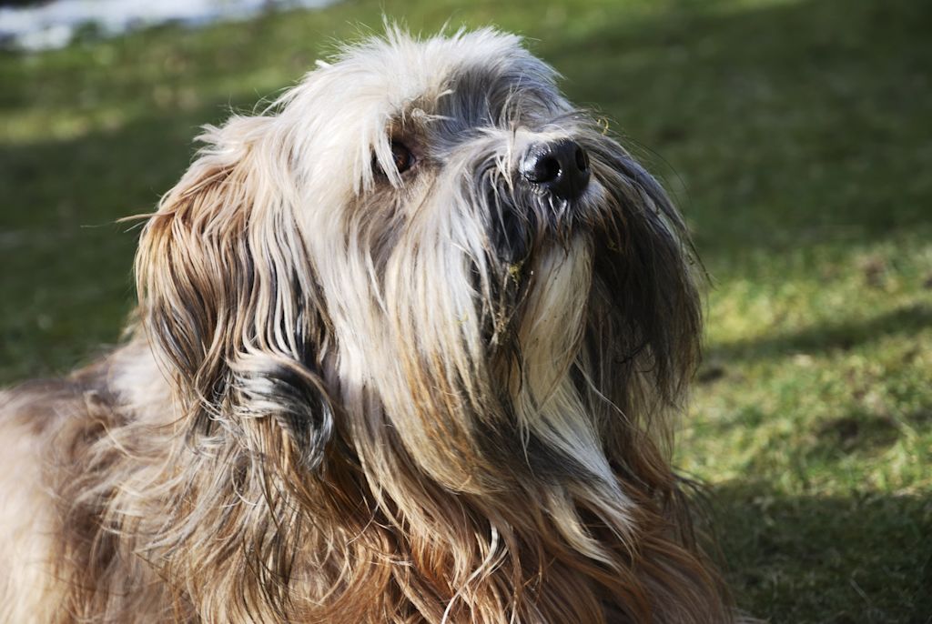 terrier du tibet au poil fonce