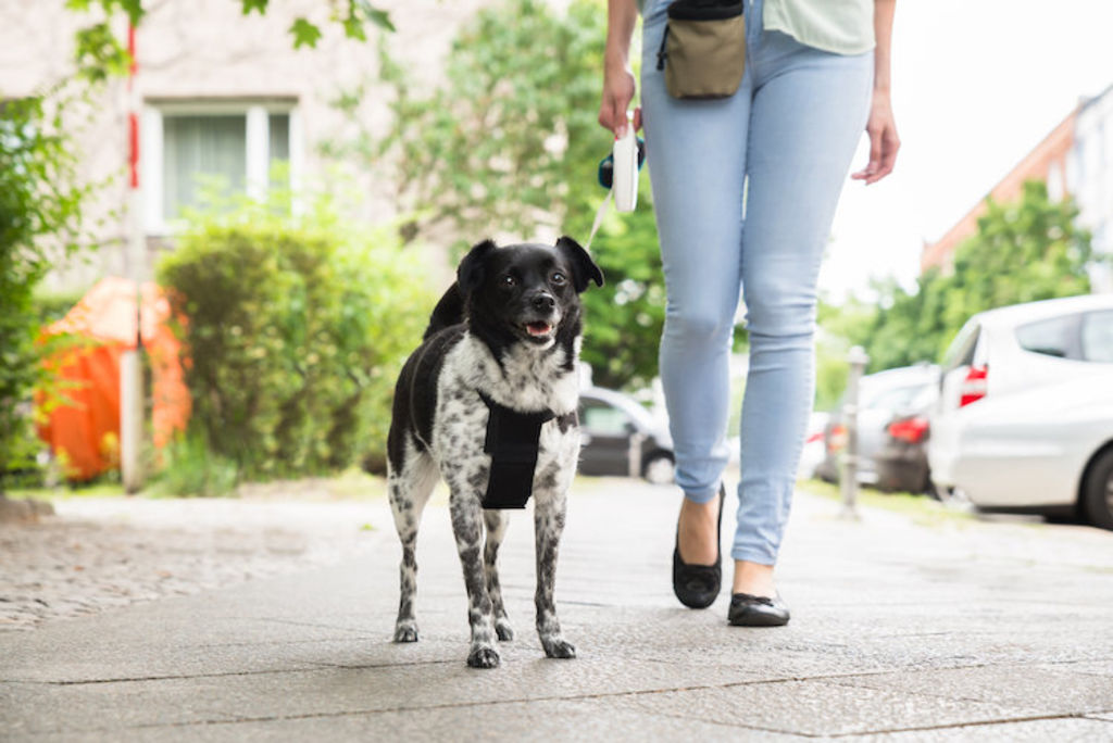 chien_en_ville_promenade