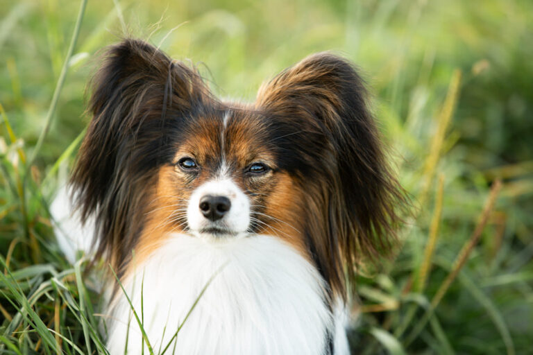 Chien papillon