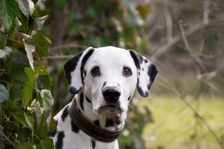 Mooiste hond ter wereld