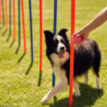 Greyhound rent in een grasveld