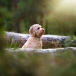 Een Labradoodle zit in het bos
