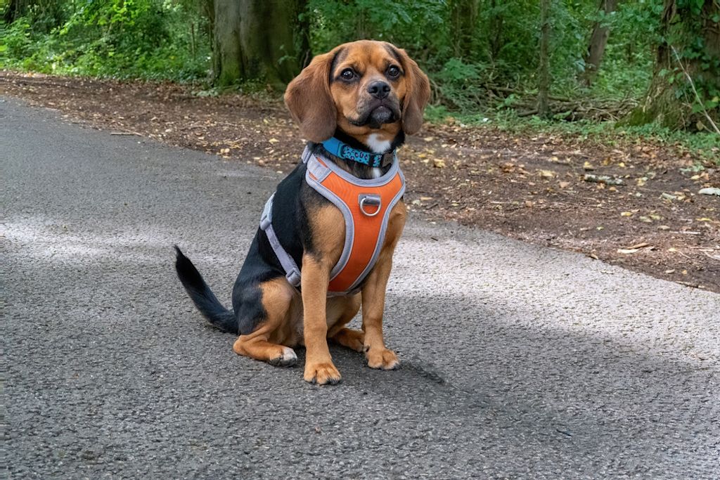 Een Puggle zit op een pad