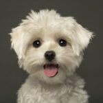 Witte Maltezer puppy