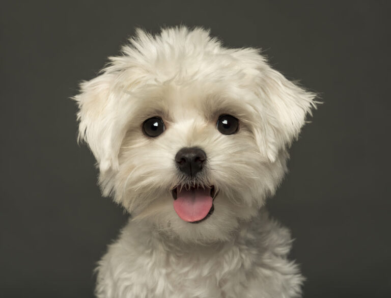 Witte hond