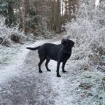 Zwarte Labrador Retriever lacht naar de camera