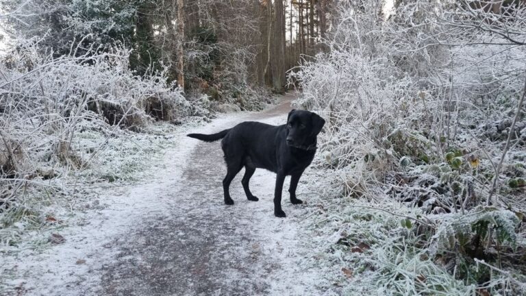 Wat is de mooiste zwarte hond?Schipperke