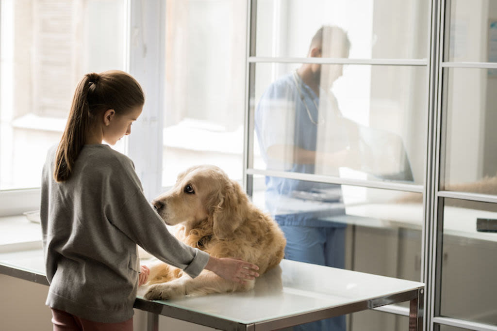 Hartfalen bij honden