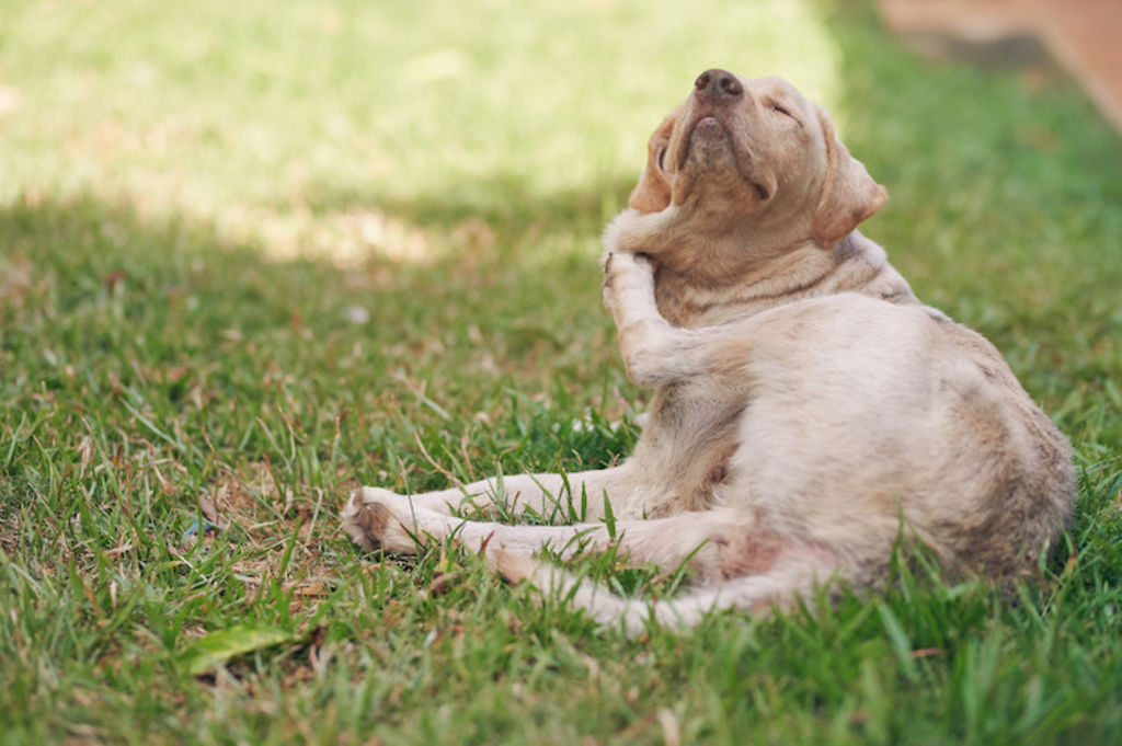chien qui se gratte infestation puces