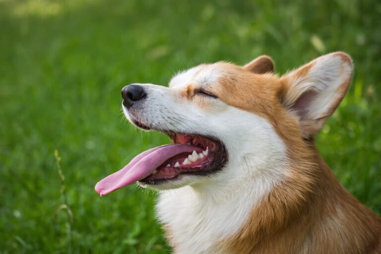 Waarom steekt mijn hond zijn tong uit?