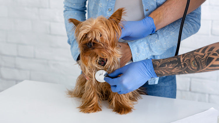 Hartfalen bij de hond