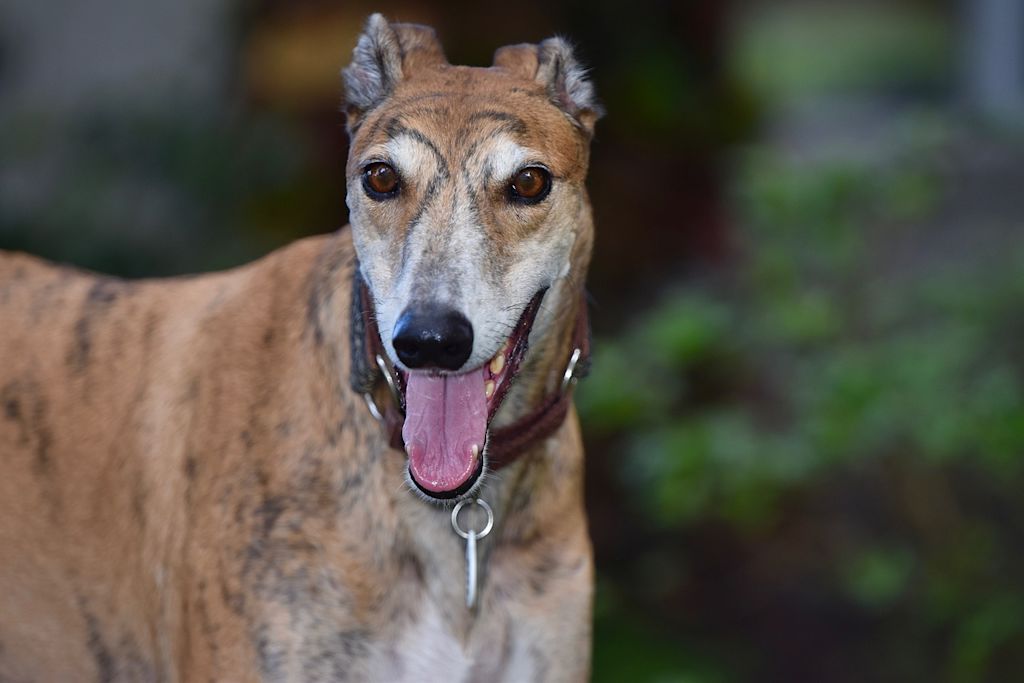 chien levrier IRM