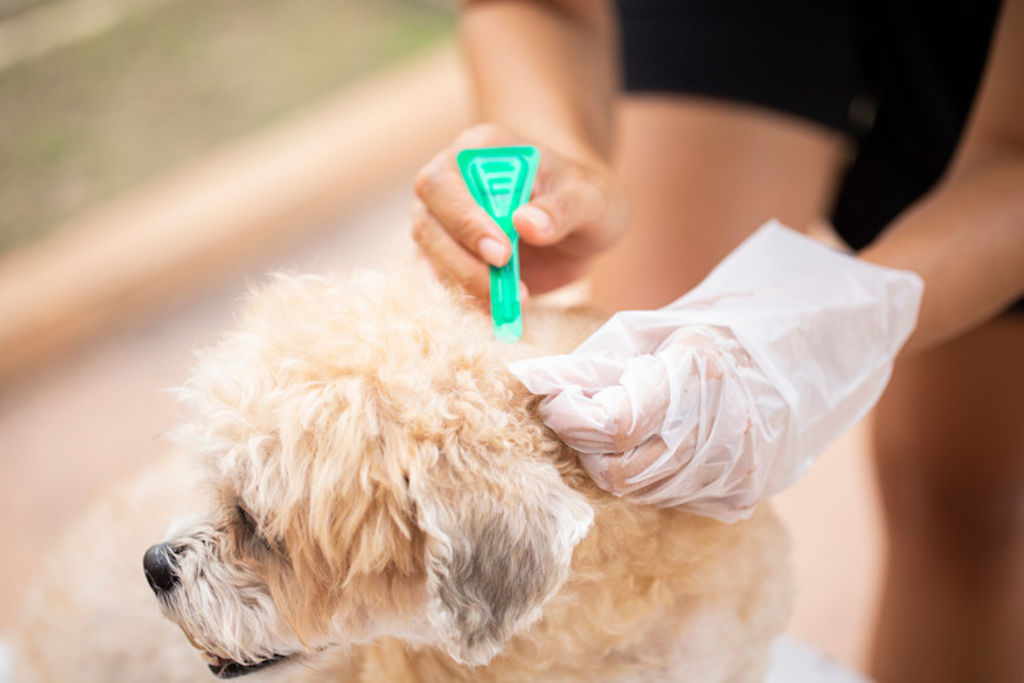 pipette_tique_chien