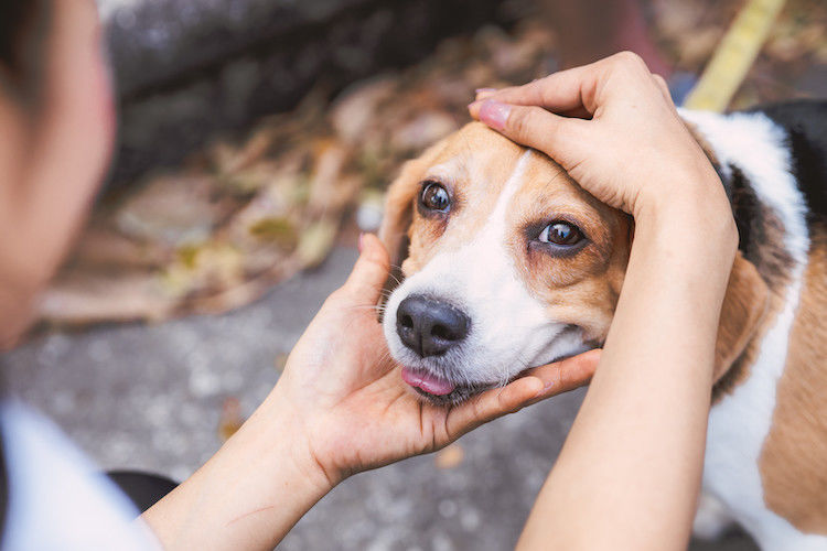 La maladie de Lyme chez le chien : traitement et prévention