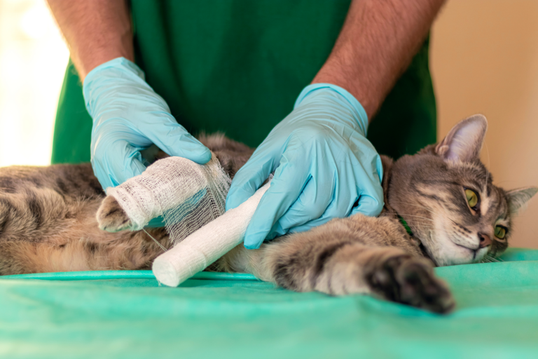 Behandeling van een gebroken poot bij katten