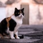Chat Isabelle