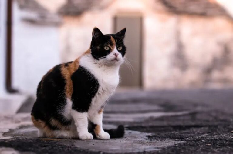Isabellekat