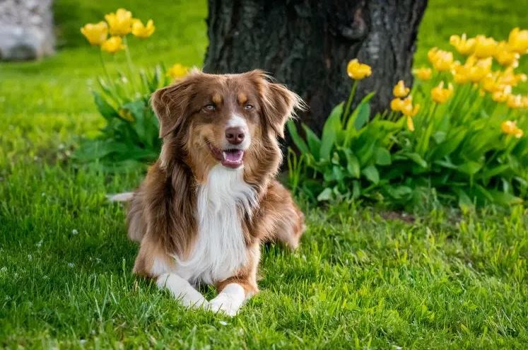 Urineweginfectie bij honden herkennen en behandelen