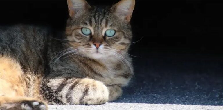 Lymfoom bij de kat: wat is de prognose?