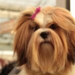 Lhassa Apso