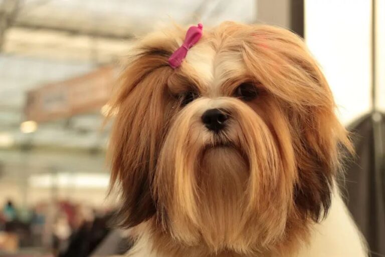 Lhasa Apso