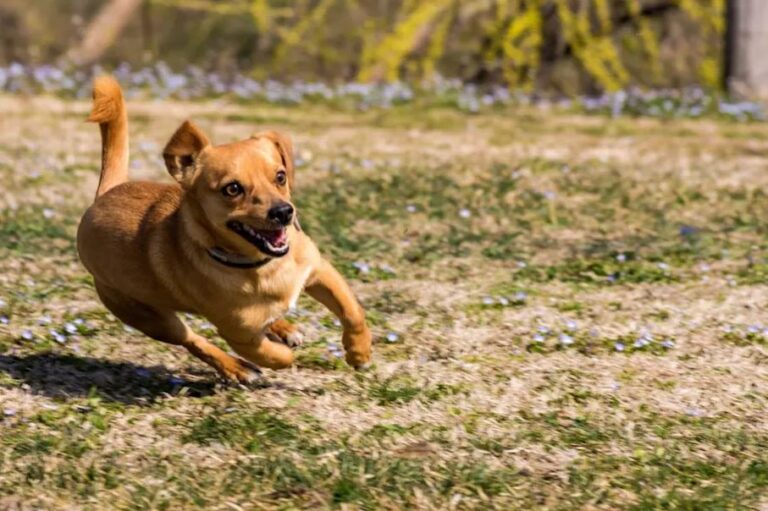 Operatie aan de kruisbanden bij de hond: verloop en kosten
