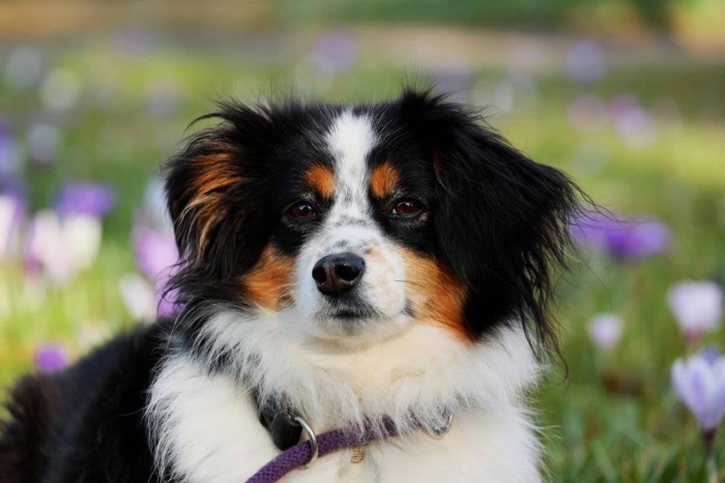 australian-shepherd-3237735 1280 2