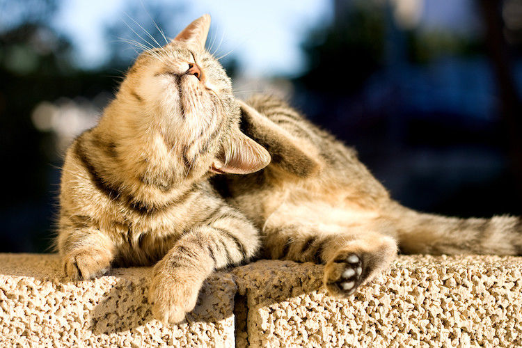 Ringworm bij de kat: een besmettelijke aandoening