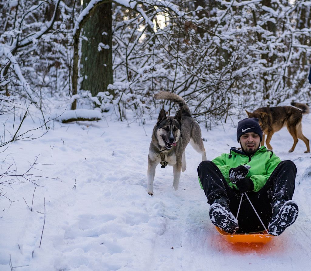 chien luge 1