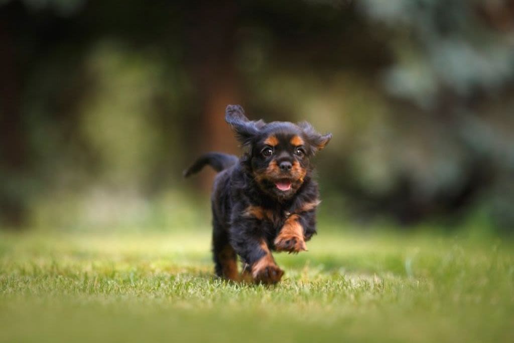 dog-6977210 1280 1