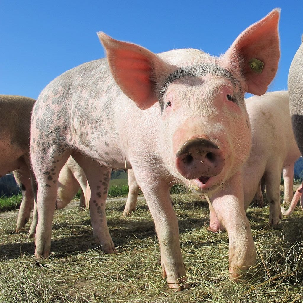 pig-214349 1280