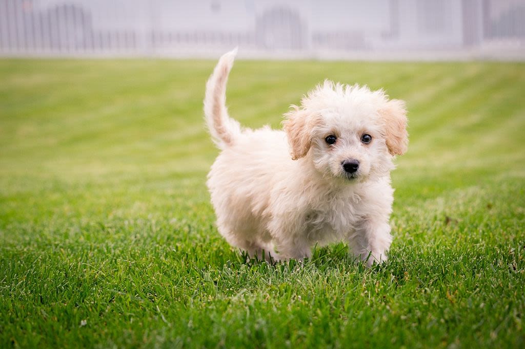 puppy-5124947 1280
