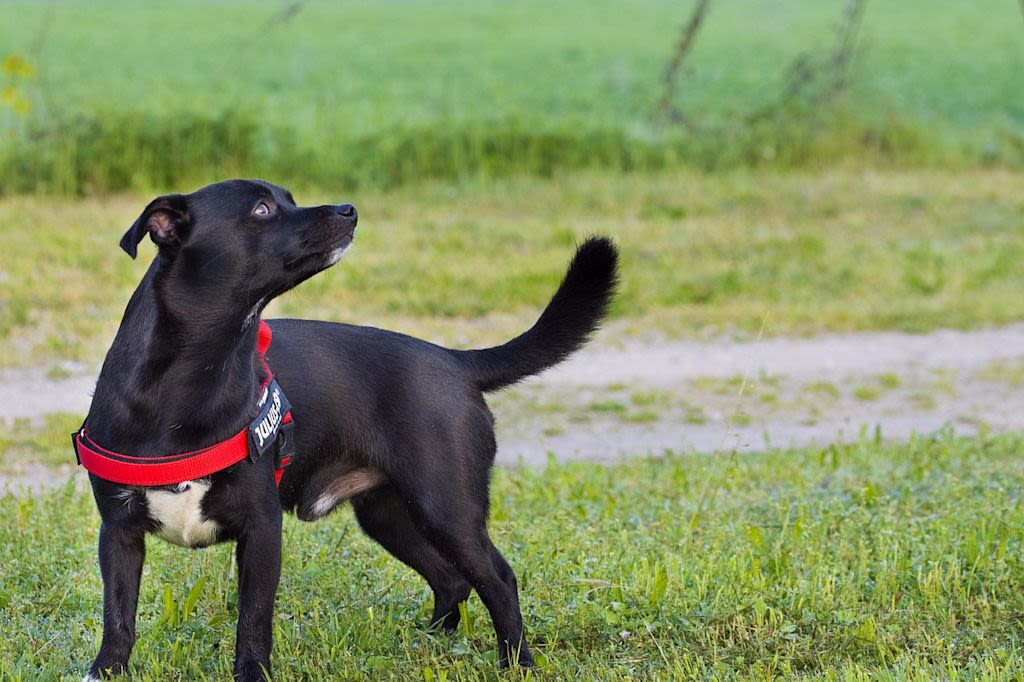 sport canin 3
