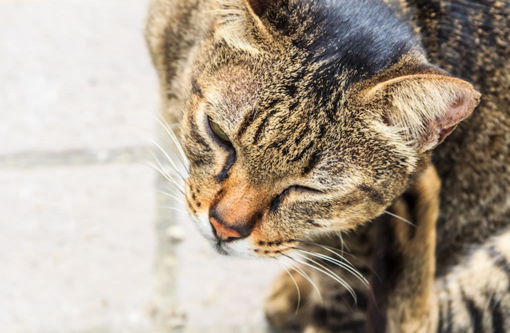 teigne chez le chat