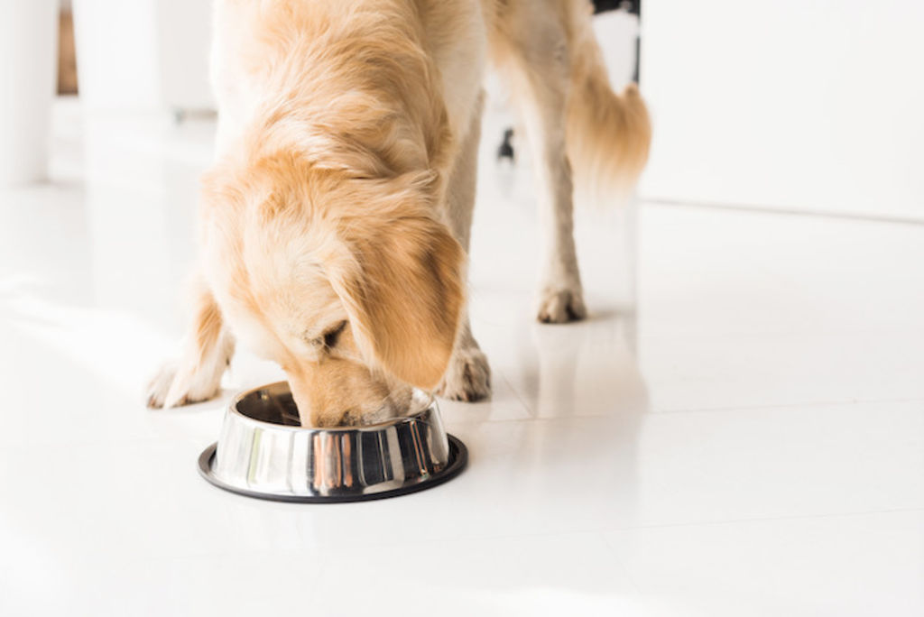 3_torsion_d_estomac_chez_le_chien