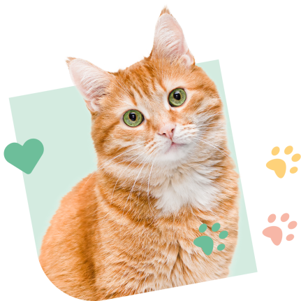 Cat Visual Green