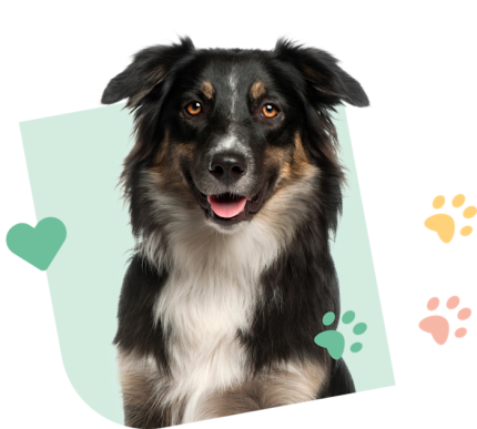 Dog Visual Green
