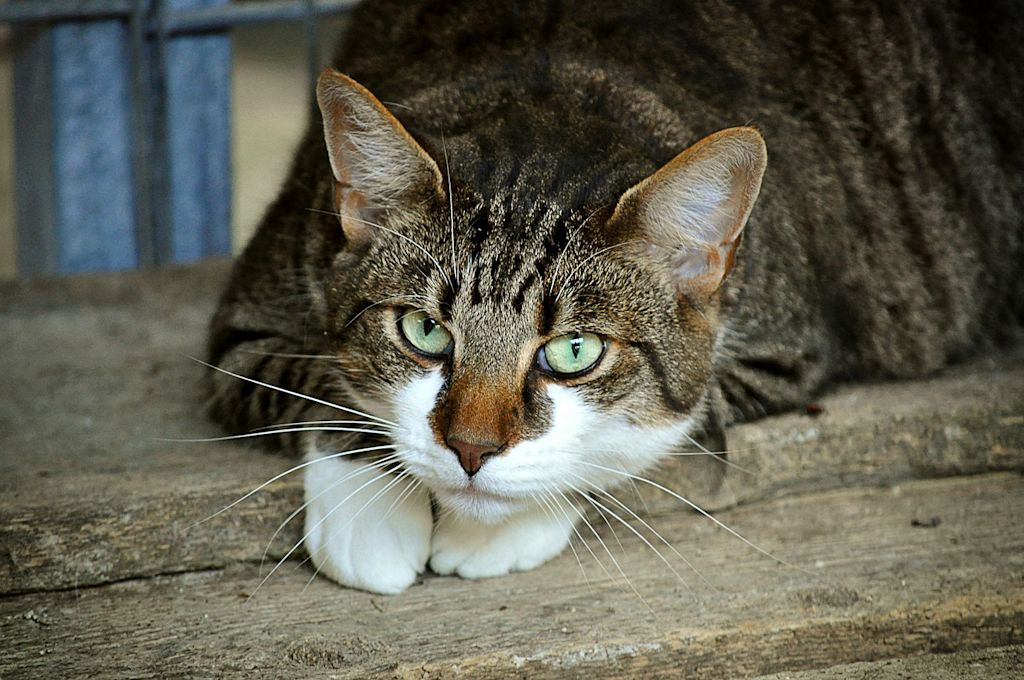 vieux chat hyperthoidie 3