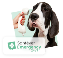 Sant Vet Emergency Belgique 2024