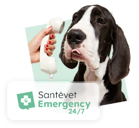 Sant Vet Emergency Belgique 2024