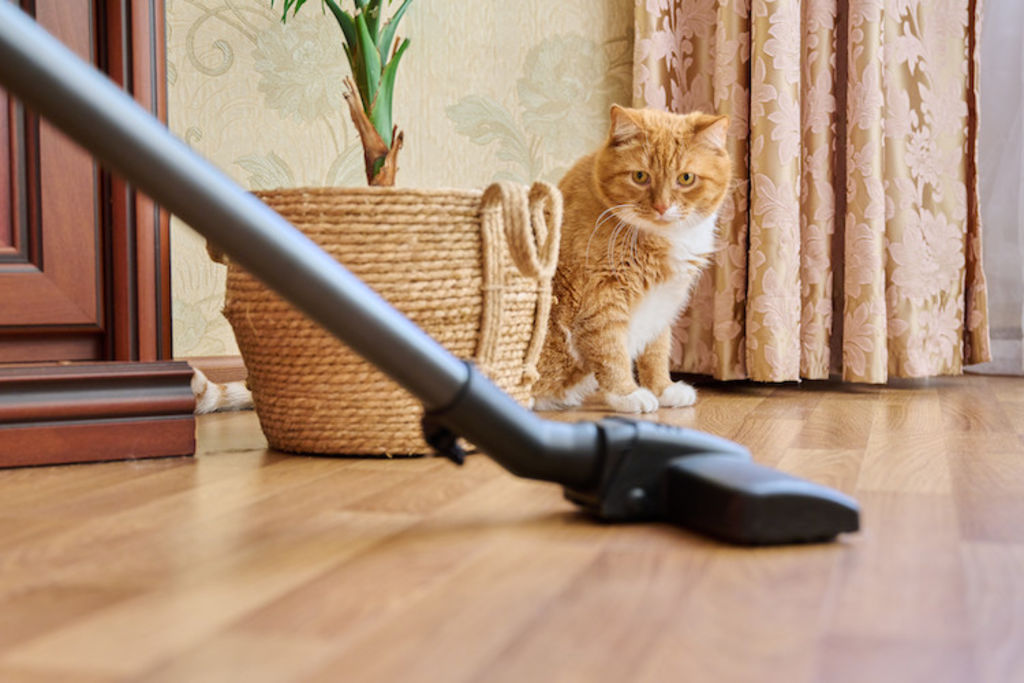 asthme_chez_le chat_hygiene