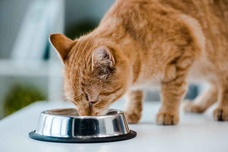 Wat is blaasgruis bij katten?