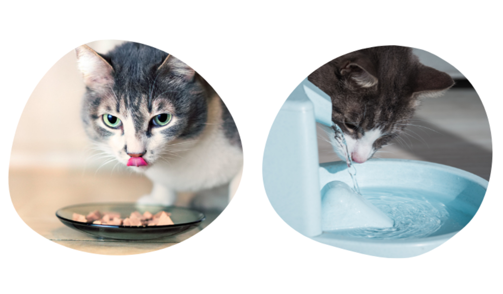 Kat eet en drinkt