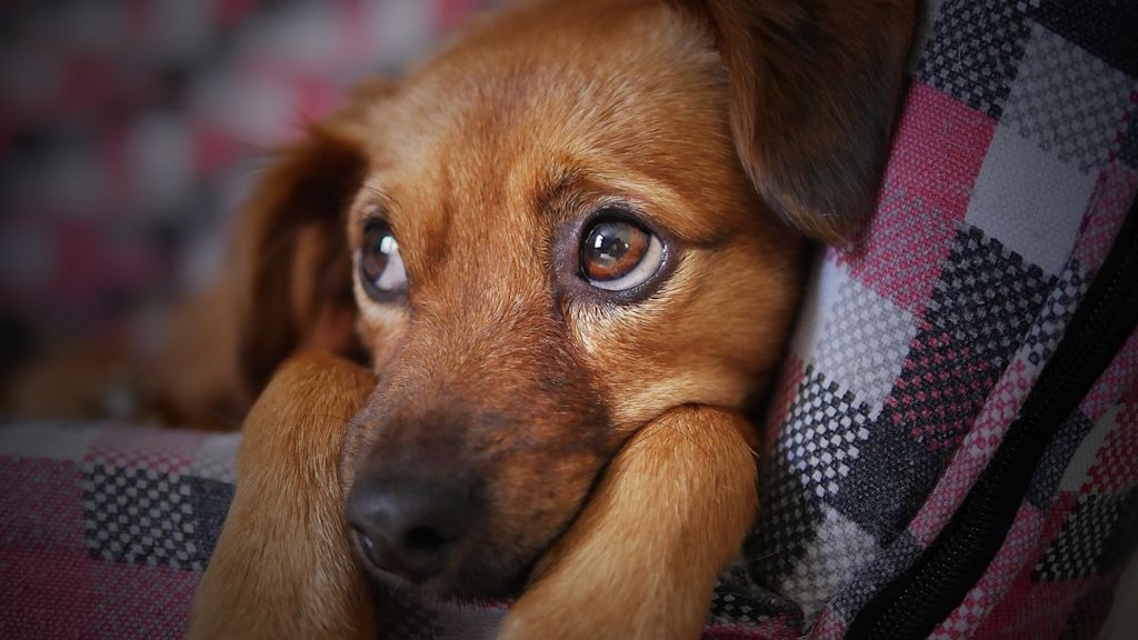 chien penaud