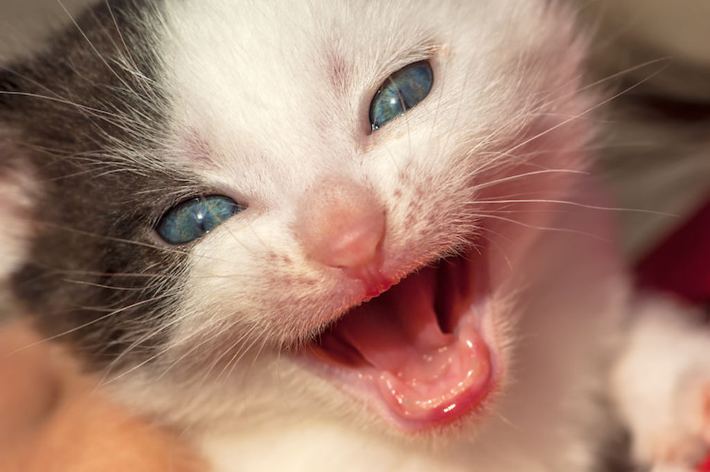 dentition du chaton