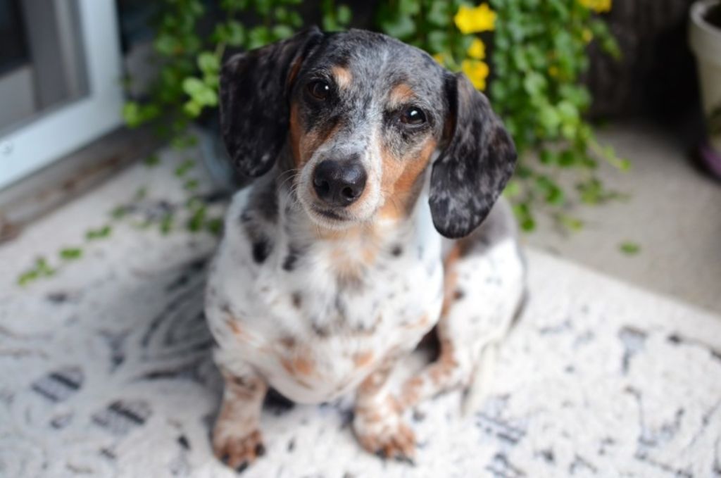 chien merle